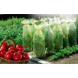 110162 TOMATOTUBE 50 µm LDPE perforált takarófólia O 38 cm sárga 0,6 x 10