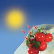 110162 TOMATOTUBE 50 µm LDPE perforált takarófólia O 38 cm sárga 0,6 x 10