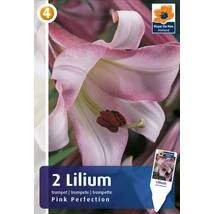Vh08286 Liliom Trumpet Pink Perfection 2db/cs
