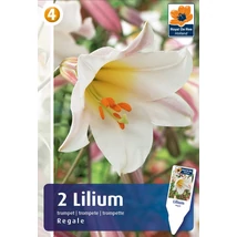 Vh08287 Liliom Trumpet Regale 2db/cs