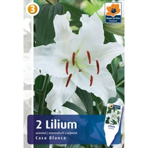 Vh08305 Liliom Oriental Casa Blanca 2db/cs