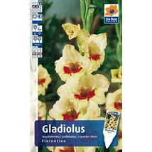 Vh Rackbox Gladiolus Largeflowering Fiorentina