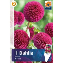 Vh08270 Dahlia Pompon/Ball Rocco 1db/cs