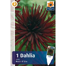 Vh08231 Dahlia Cactus Nuit d'Ete 1db/cs