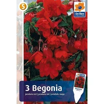 Vh08378 Begonia Pendula Red