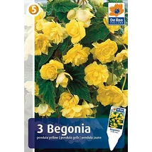 Vh08381 Begonia Pendula Yellow