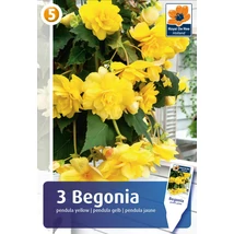 Vh08381 Begonia Pendula Yellow 3db/cs
