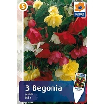 Vh08383 Begonia Pendula Mix