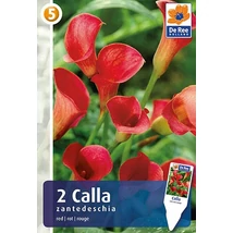 Vh08387 Calla Red