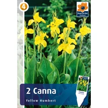 Vh08394 Canna Yellow Humbert 2db/cs