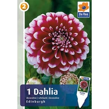 Vh08202 Dahlia Decorative Edinburg 1db/cs