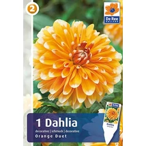 Vh08215 Dahlia Decorative Orange Duet 1db/cs