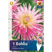 Vh08227 Dahlia Cactus Jeanne d'Arc 1db/cs