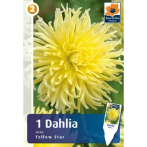 Vh08239 Dahlia Cactus Yellow Star 1db/cs