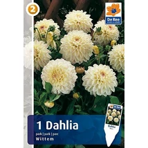 Vh08254 Dahlia Park Wittem 1db/cs