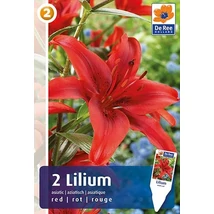 Vh08255 Liliom Asiatic Red