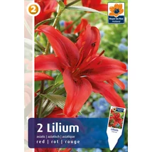 Vh08255 Liliom Asiatic Red 2db/cs