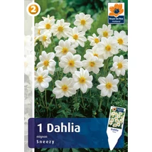 Vh08258 Dahlia Mignon Sneezy 1db/cs