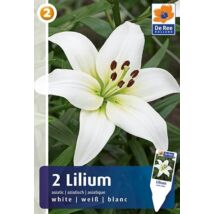 Vh08261 Liliom Asiatic White