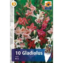Vh08345 Gladiolus Nanus Mix 10db/cs