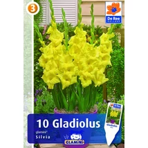 Vh08580 Gladiolus Glamini Silvia