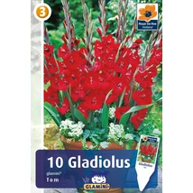 Vh08581 Gladiolus Glamini Tom 10db/cs