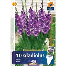 Vh08579 Gladiolus Glamini Kim 10db/cs