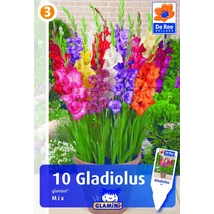 Vh08583 Gladiolus Glamini Mix