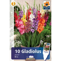 Vh08583 Gladiolus Glamini Mix 10db/cs