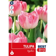 Vh 16006 Tulipa Double Lt. Upstar 5db/cs 10/11