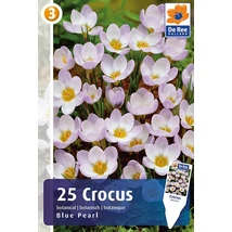 Vh 16349 Crocus Botanical Blue Pearl 25db/cs 5/+