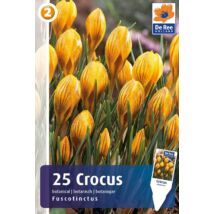 Vh16351 Crocus Botanical Fuscotinctus 25db/csom