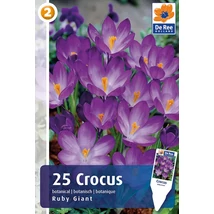 Vh16353 Crocus Botanical Ruby Giant 25db/cs