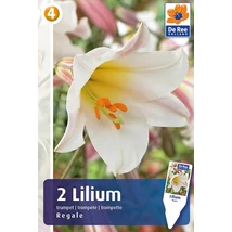 Vh 16357 Lilium Trumpet Regale 2db/cs 18/20