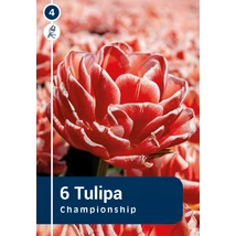 Vh 16359 Tulipa double early Championship 6db/cs 11/12