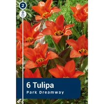 Vh 16361 Tulipa Greigii Park Dreamway 6db/cs 11/12