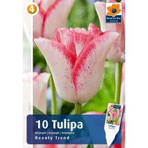 Vh16362 Tulipán Triumph Beauty Trend 10 db/csom