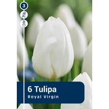 Vh 16363 Tulipa Triumph Royal Virgin 6db/cs 11/12