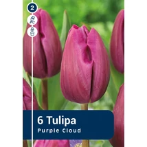 Vh 16364 Tulipa Triumph Purple Cloud 6db/cs 11/12