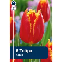 Vh 16367 Tulipa Crispa Fabio 6db/cs 11/12