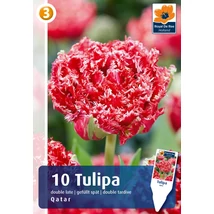 Vh16368 Tulipán Double Late Quatar 10db/csom