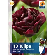 Vh16369 Tulipán Double Late Canyon 10db/csom