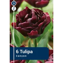Vh 16369 Tulipa Double late Canyon 6db/cs 11/12