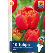 Vh16371 Tulipán Double Late Icon 10db/csom