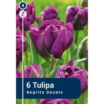 Vh 16372 Tulipa Double late Negrita Double 6db/cs 11/12