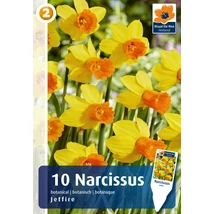 Vh 16373 Narcissus Botanical Jetfire 10db/cs 10/12