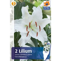 Vh16374 Lilium Oriental Casa Blanca 2db/csom