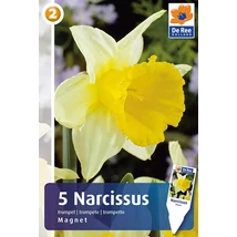 Vh16312 Narcisz Trumpet Magnet 5db/csom