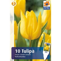 Vh16220 Tulipán Triumph Yokohama 10db/csom