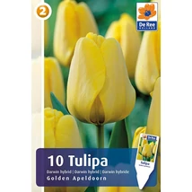 Vh16254 Tulipán Darwin Hybrid Golden Apeldoorn10db/csom